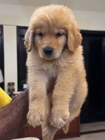 Golden retriever pups available