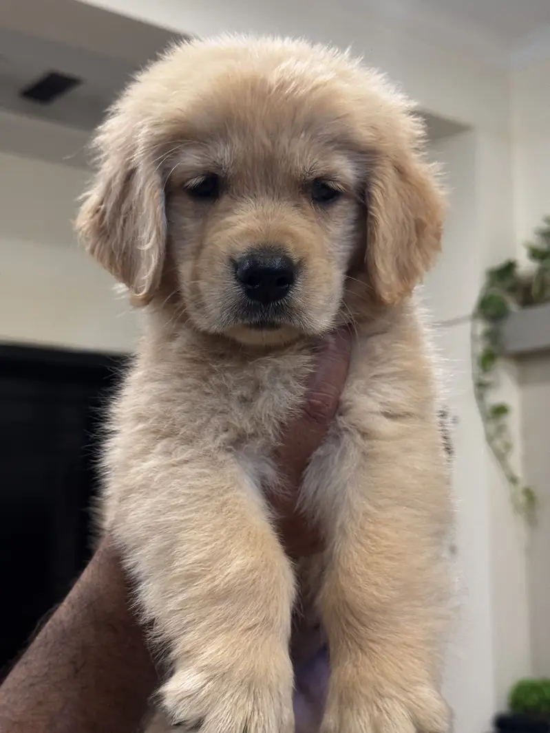 Golden retriever pups available — photo 2