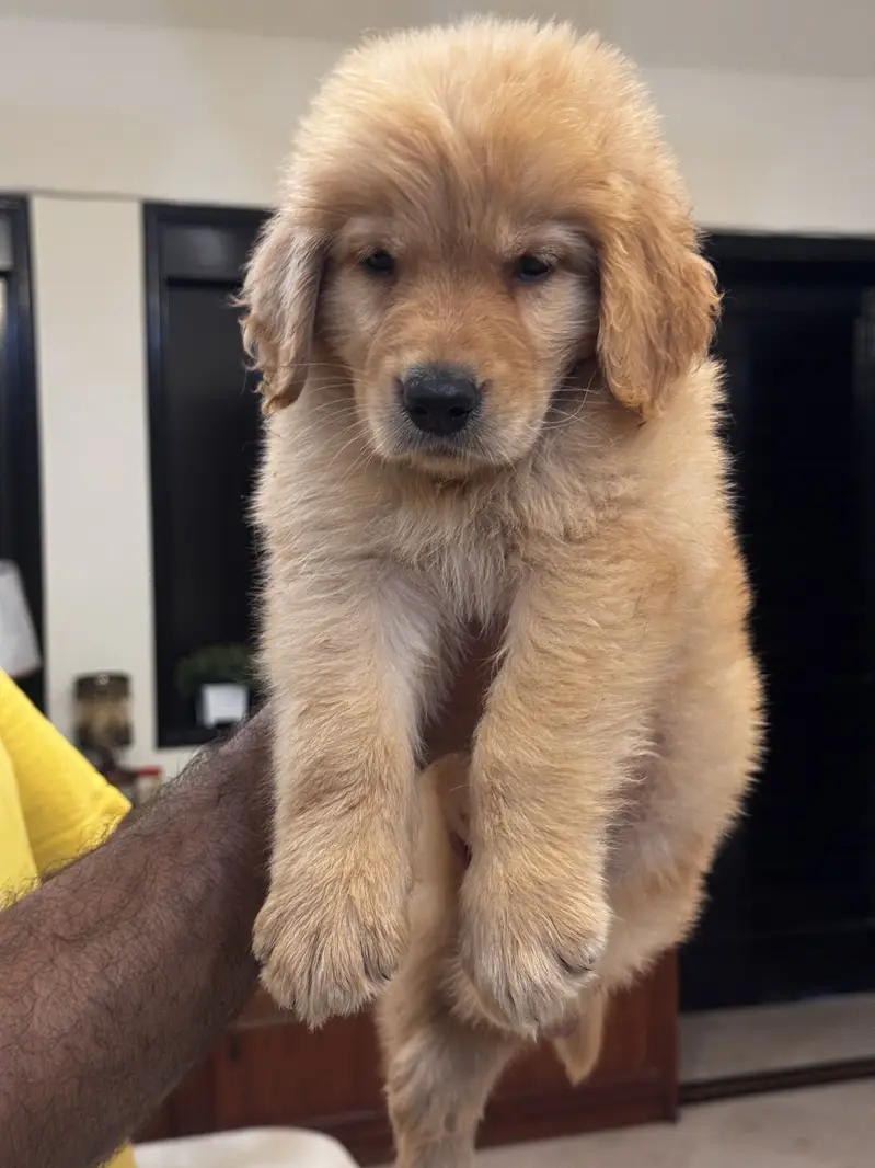 Golden retriever pups available — photo 3
