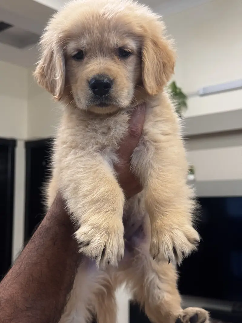Golden retriever pups available — photo 4