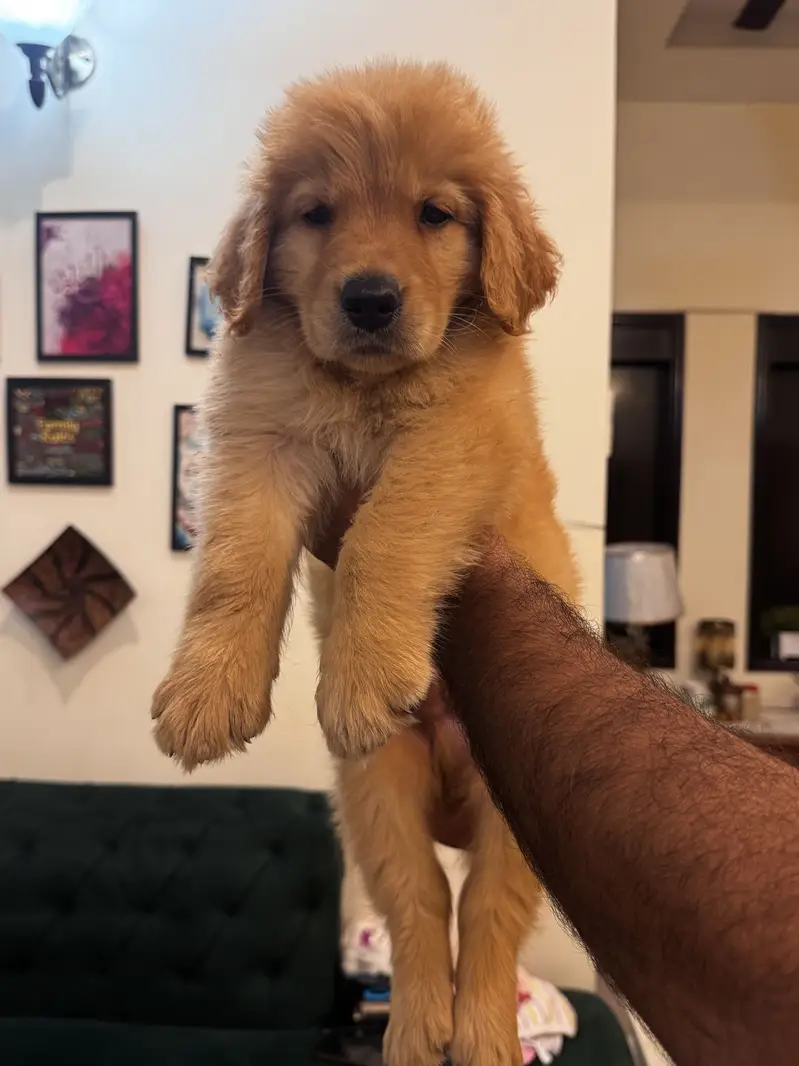 Golden retriever pups available — photo 5