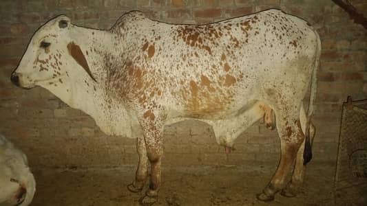 Cholistani Bull For sale | چولستانی بیل برائے فروخت |