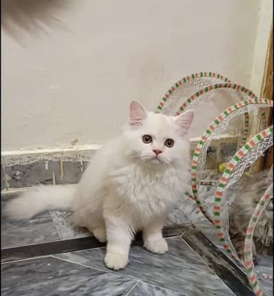 Kittens | Persian Triple Coated Kittens | White Persian KIttens