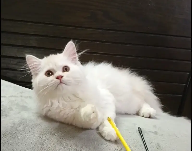 Kittens | Persian Triple Coated Kittens | White Persian KIttens — photo 2