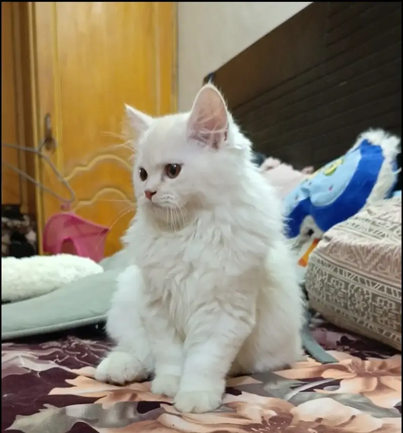 Kittens | Persian Triple Coated Kittens | White Persian KIttens — photo 3