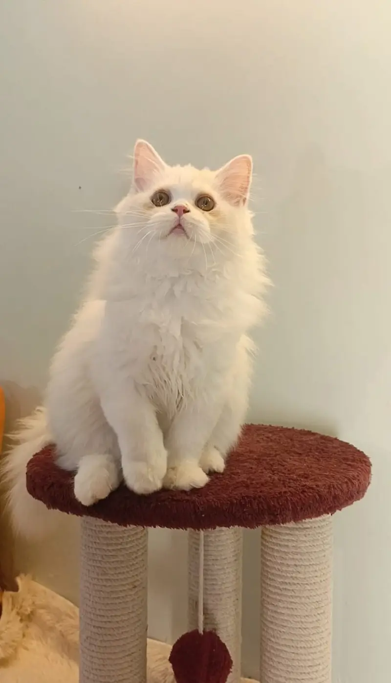 Kittens | Persian Triple Coated Kittens | White Persian KIttens — photo 11
