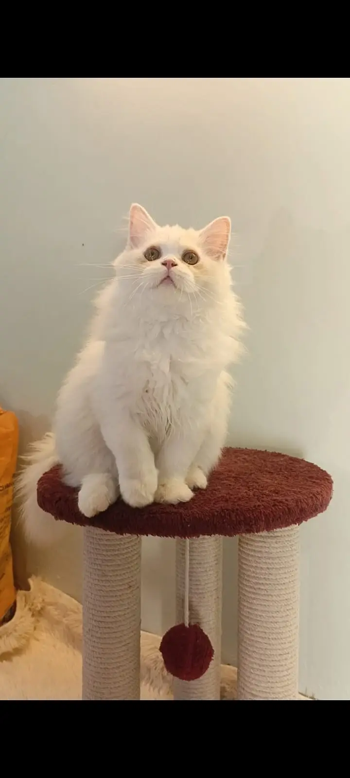 Kittens | Persian Triple Coated Kittens | White Persian KIttens — photo 6