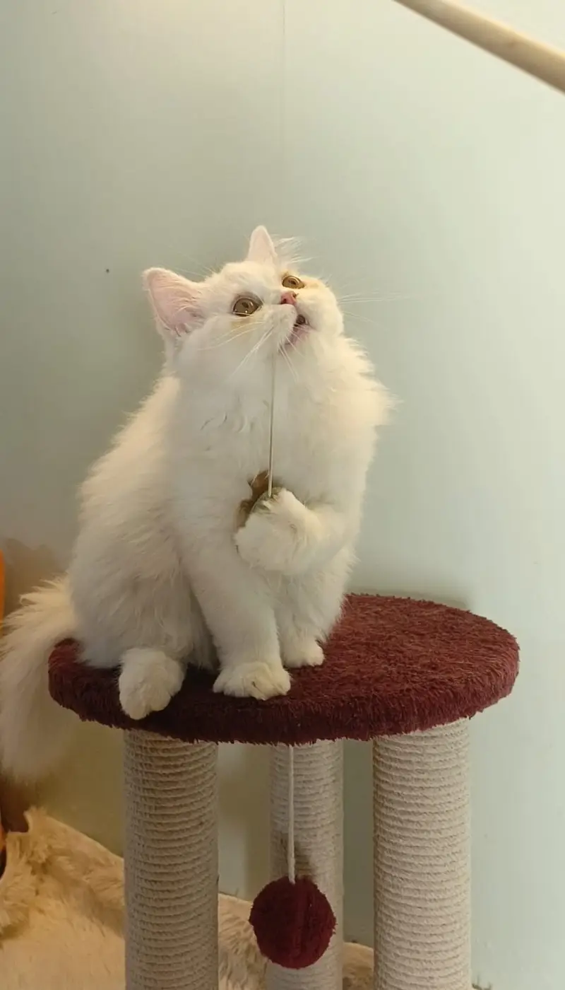 Kittens | Persian Triple Coated Kittens | White Persian KIttens — photo 7