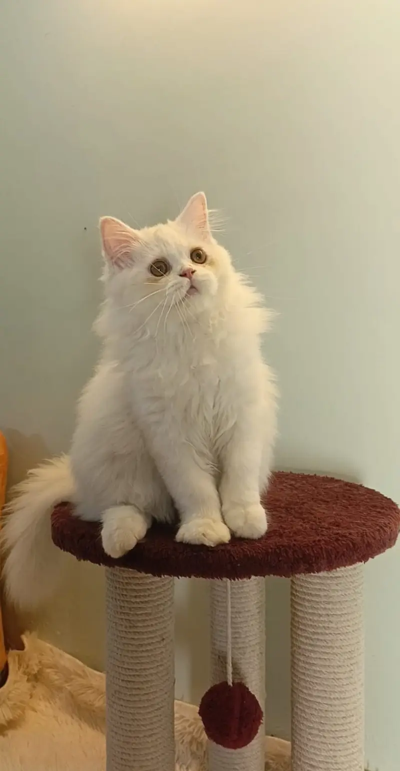 Kittens | Persian Triple Coated Kittens | White Persian KIttens — photo 8