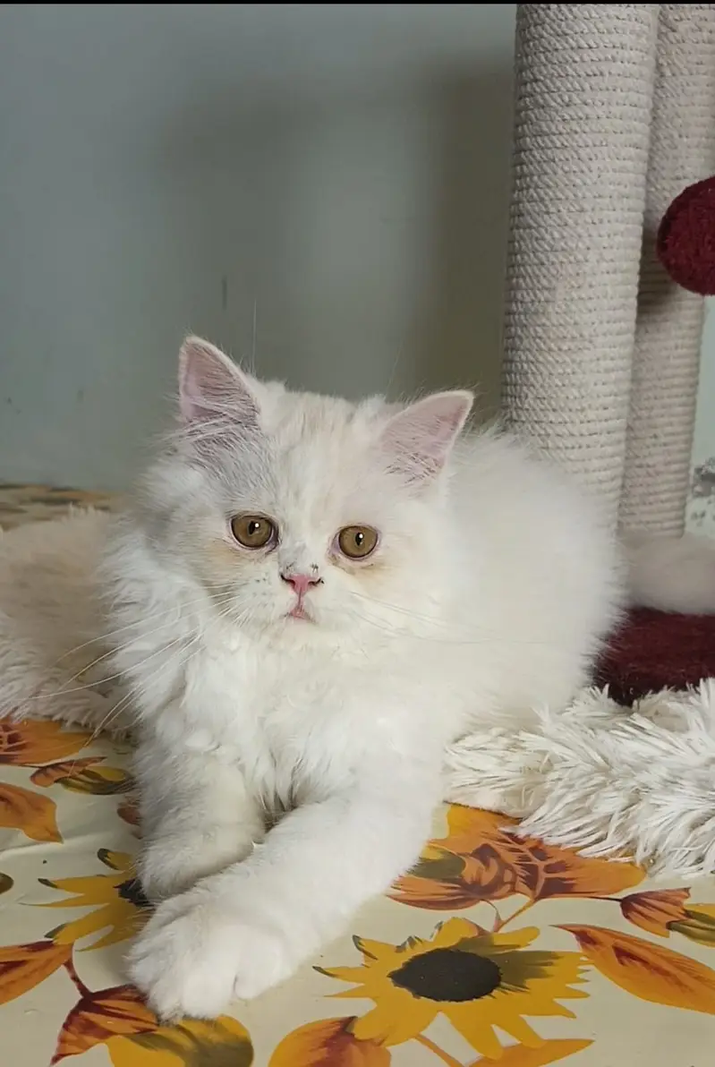Kittens | Persian Triple Coated Kittens | White Persian KIttens — photo 9