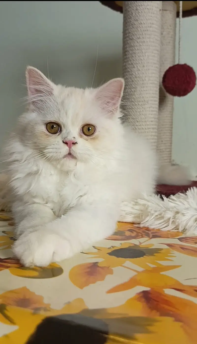 Kittens | Persian Triple Coated Kittens | White Persian KIttens — photo 10