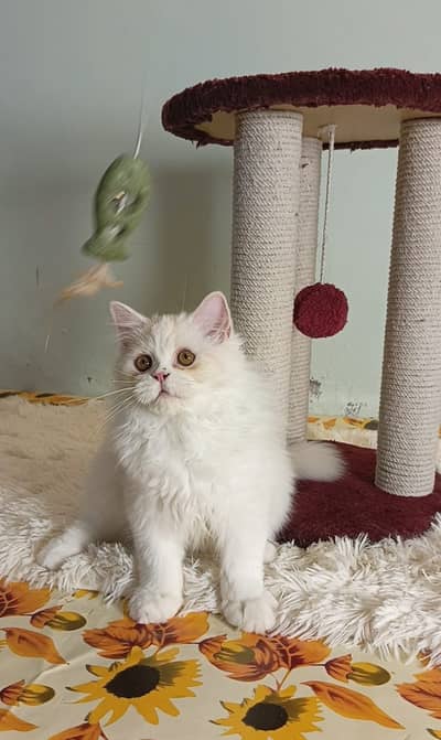 Kittens | Persian Triple Coated Kittens | White Persian KIttens