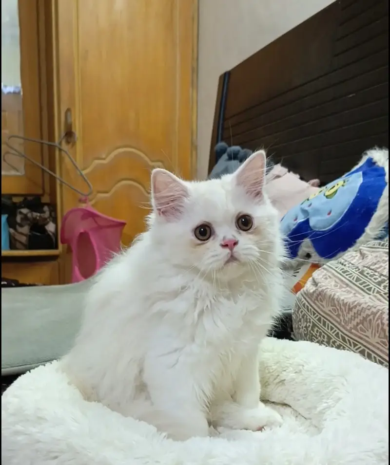 Kittens | Persian Triple Coated Kittens | White Persian KIttens — photo 12