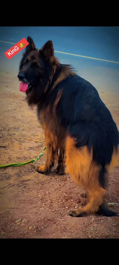 German Shepherd