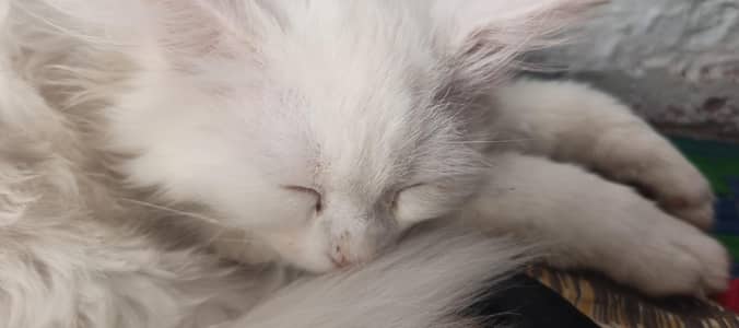 white Persian Cat