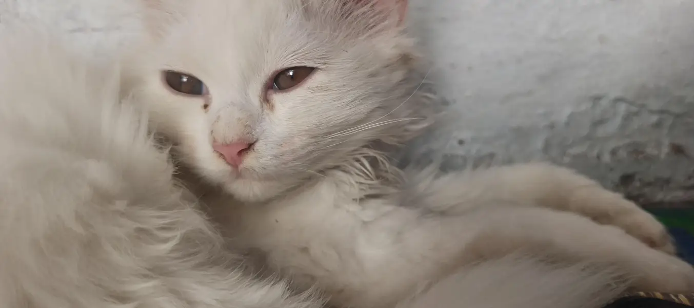 white Persian Cat — photo 2