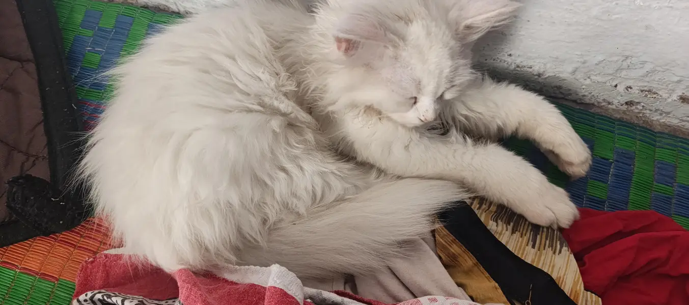 white Persian Cat — photo 3