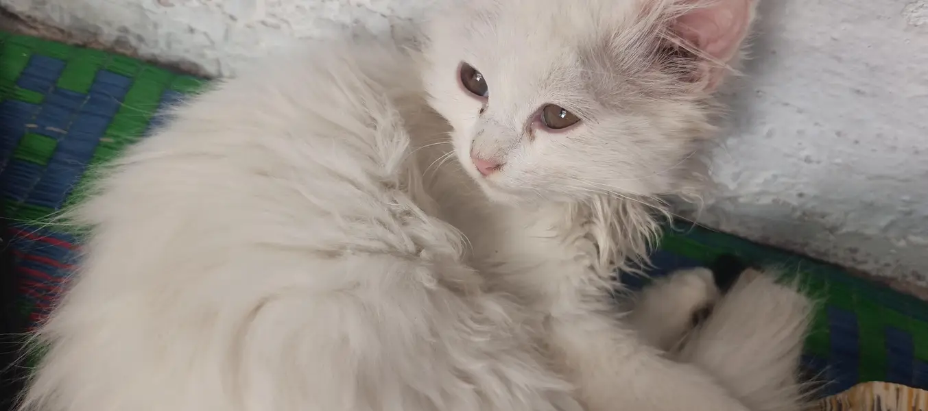 white Persian Cat — photo 4
