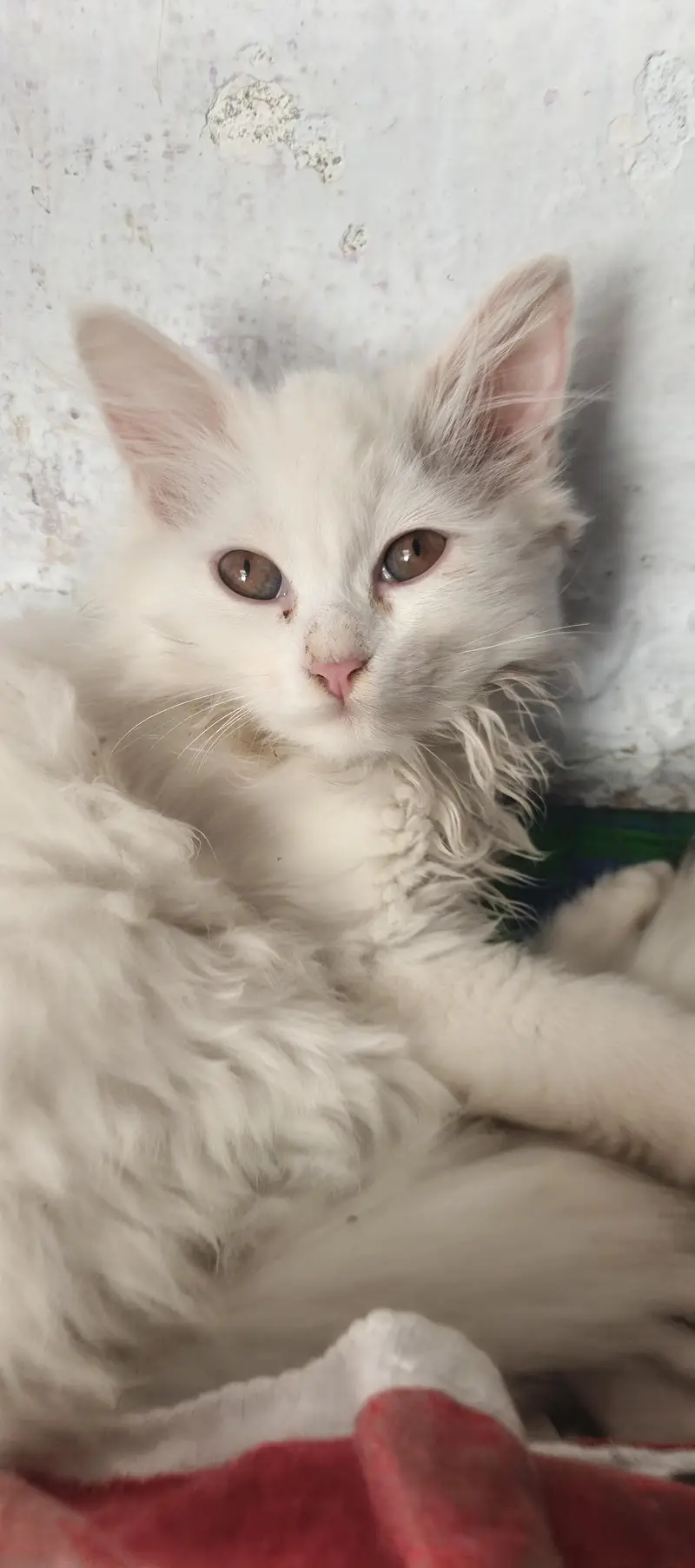 white Persian Cat — photo 5
