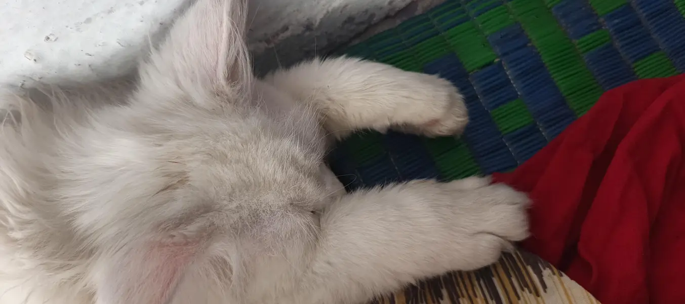 white Persian Cat — photo 6