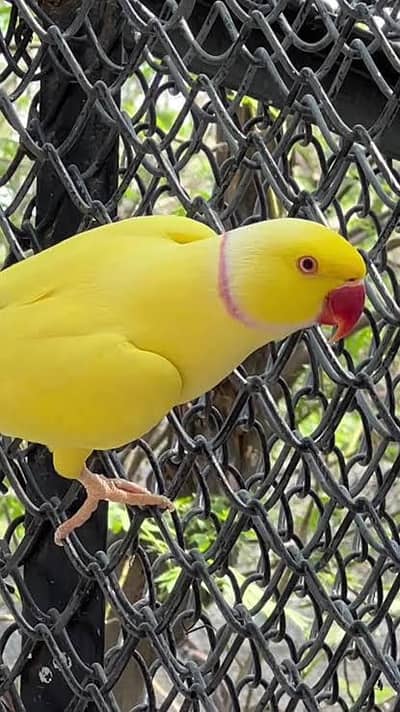 yellow ringnack male and female 3.5 years
