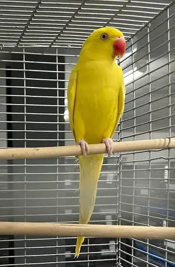 yellow ringnack male and female 3.5 years — photo 2