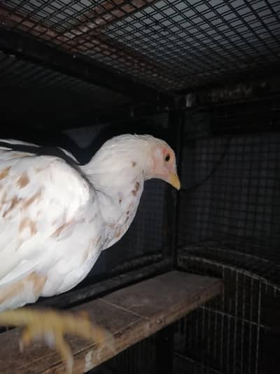 Aseel