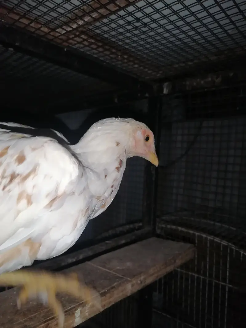 Aseel — photo 3