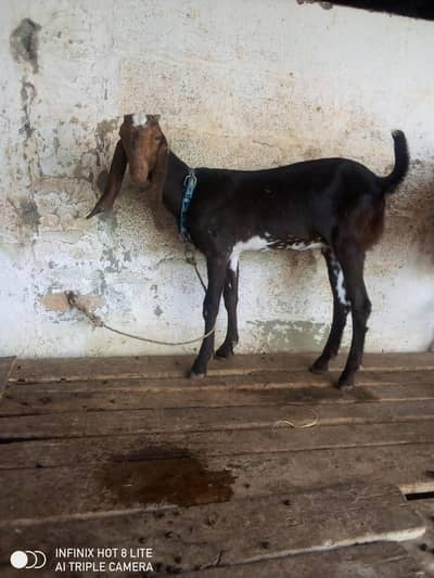 beetal path urgent sale