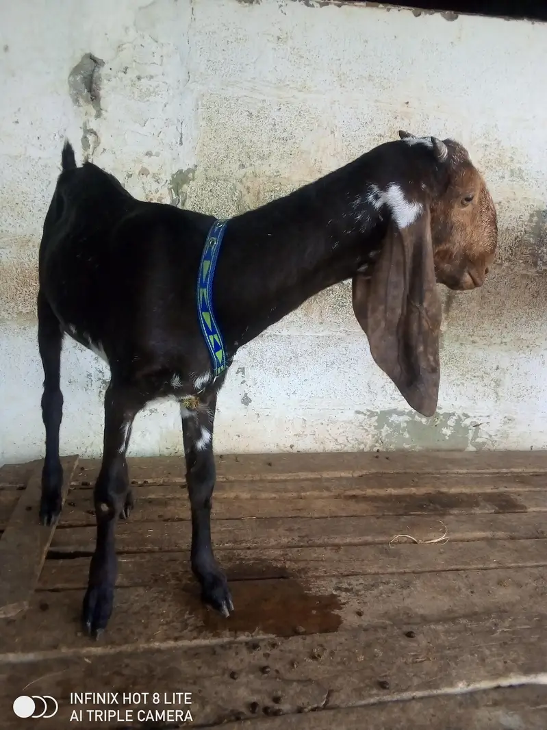 beetal path urgent sale — photo 2
