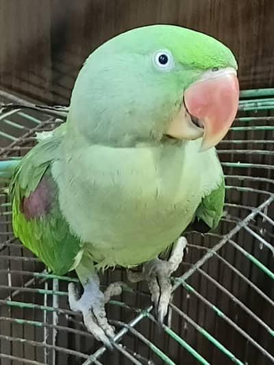This is the best parrot in low price