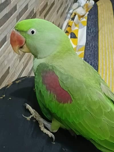 This is the best parrot in low price