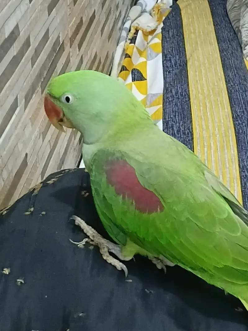 Handtame Alexandrine Raw Parrot — photo 2