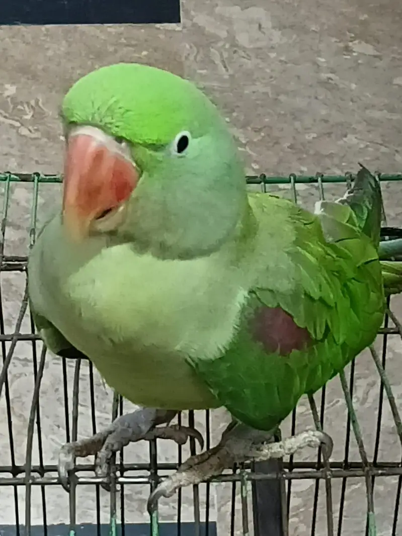 Handtame Alexandrine Raw Parrot — photo 3