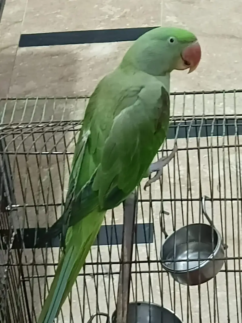 Handtame Alexandrine Raw Parrot — photo 4