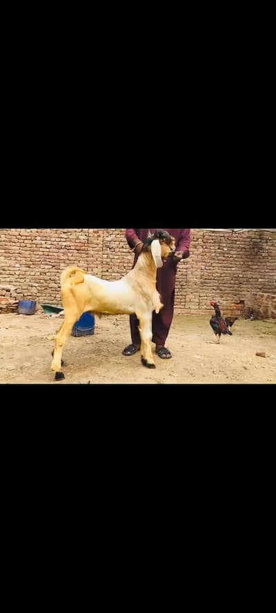 aik beetal female 4 maheenay ki or Bakra 10mahernay ka