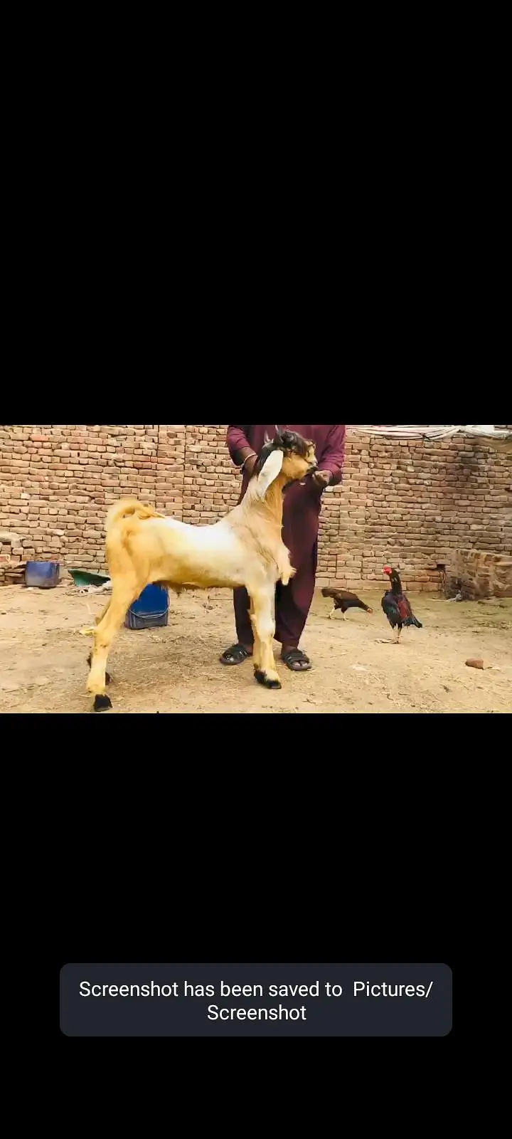 aik beetal female 4 maheenay ki or Bakra 10mahernay ka — photo 2
