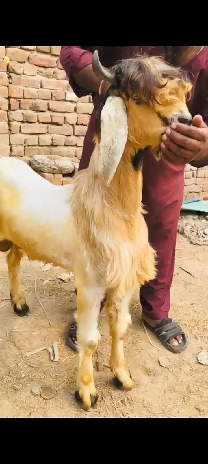 aik beetal female 4 maheenay ki or Bakra 10mahernay ka — photo 3