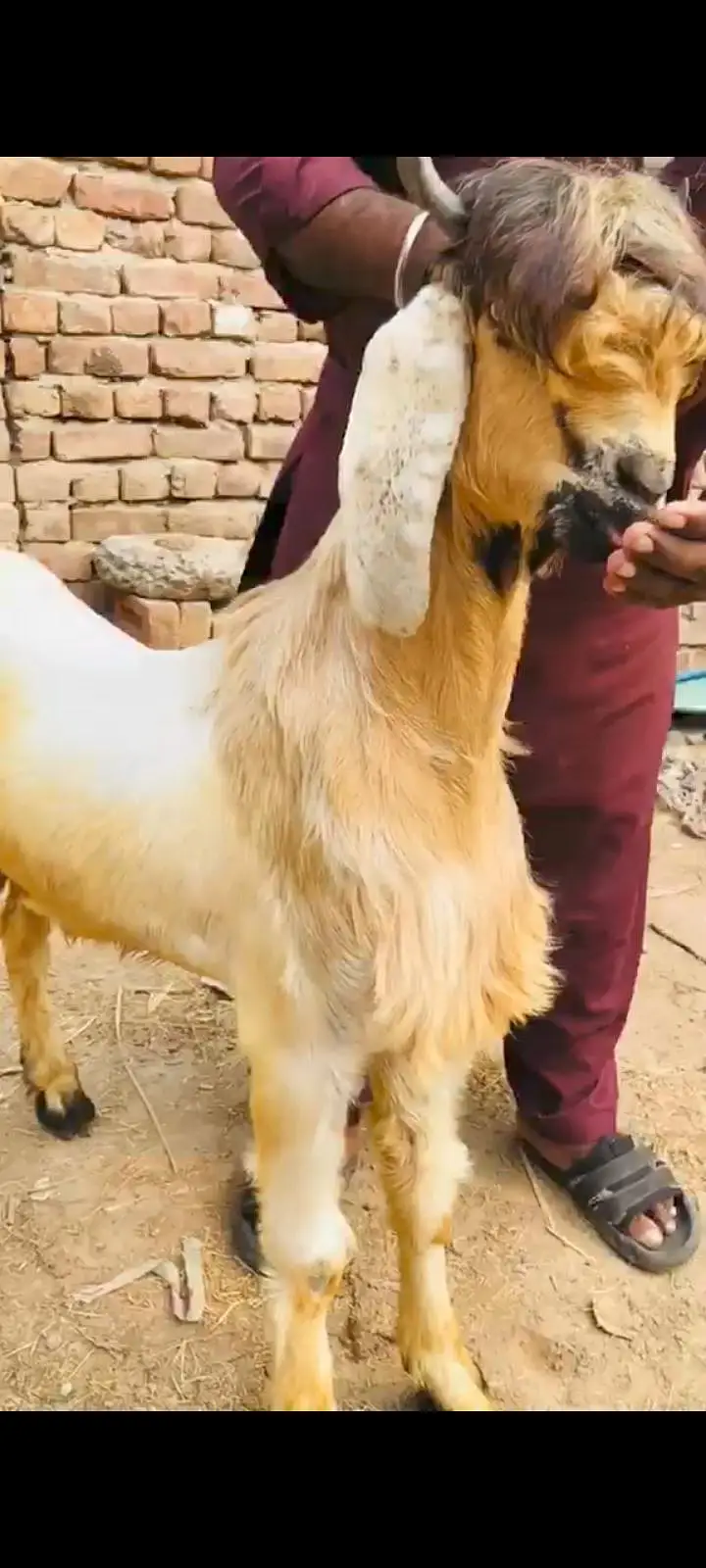 aik beetal female 4 maheenay ki or Bakra 10mahernay ka — photo 4
