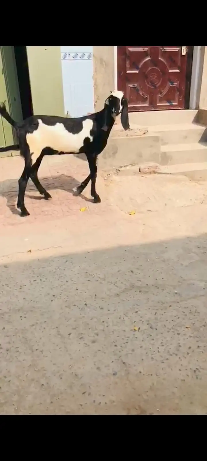 aik beetal female 4 maheenay ki or Bakra 10mahernay ka — photo 5