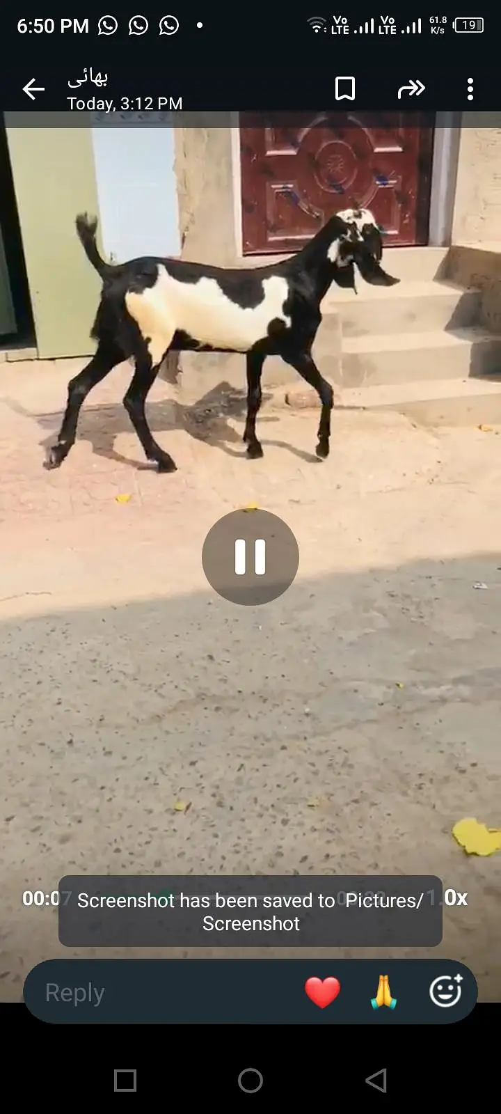 aik beetal female 4 maheenay ki or Bakra 10mahernay ka — photo 6
