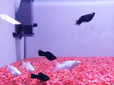 Molly Breeder Pairs Available