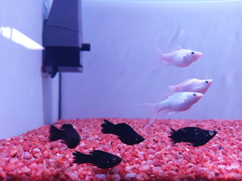 Molly Breeder Pairs Available — photo 2
