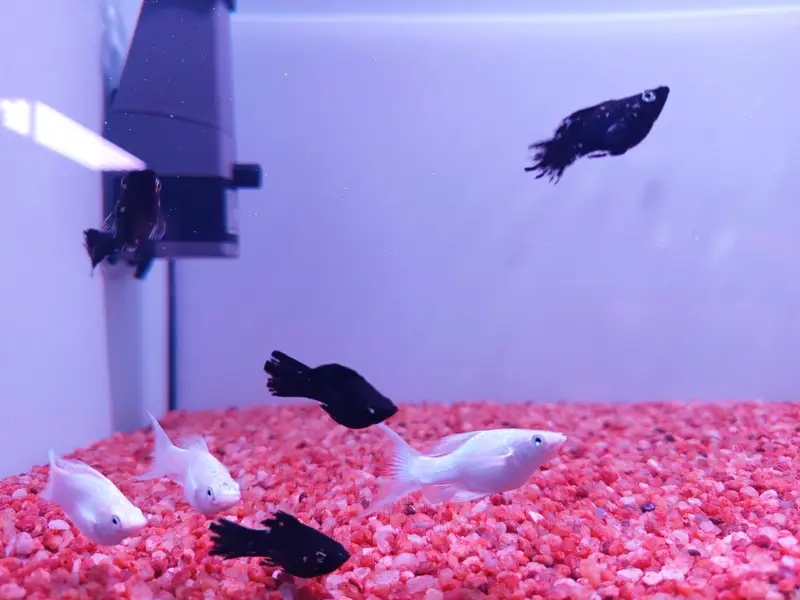 Molly Breeder Pairs Available — photo 3