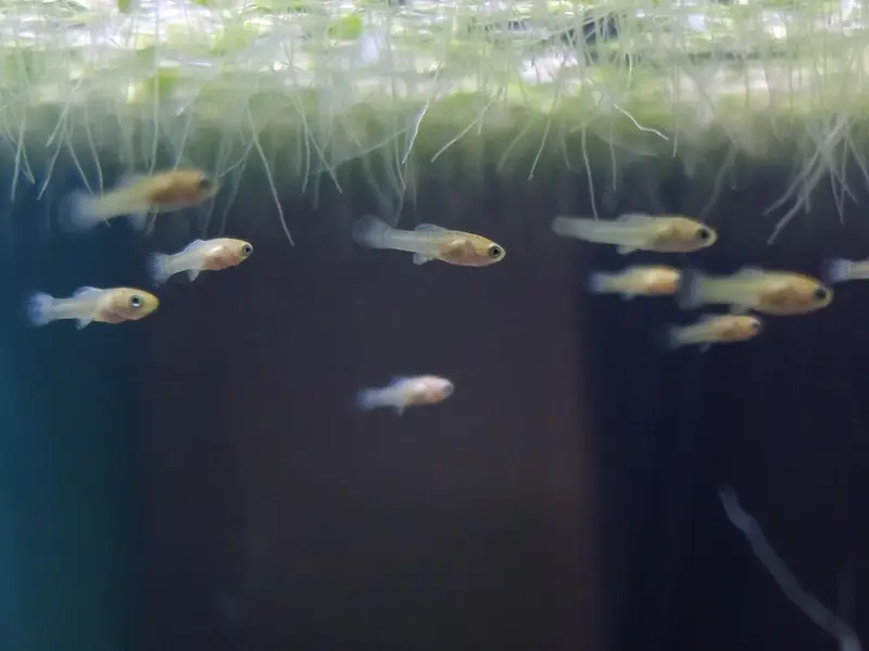Molly Breeder Pairs Available — photo 4