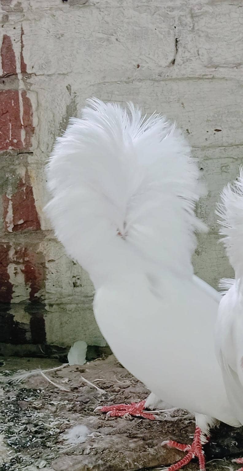 Jacobin Breeders Pair Active 0