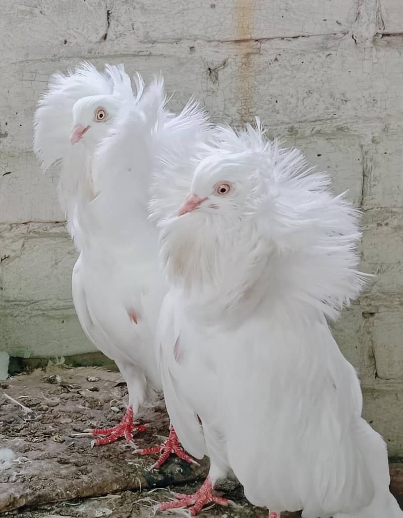 Jacobin Breeders Pair Active 1