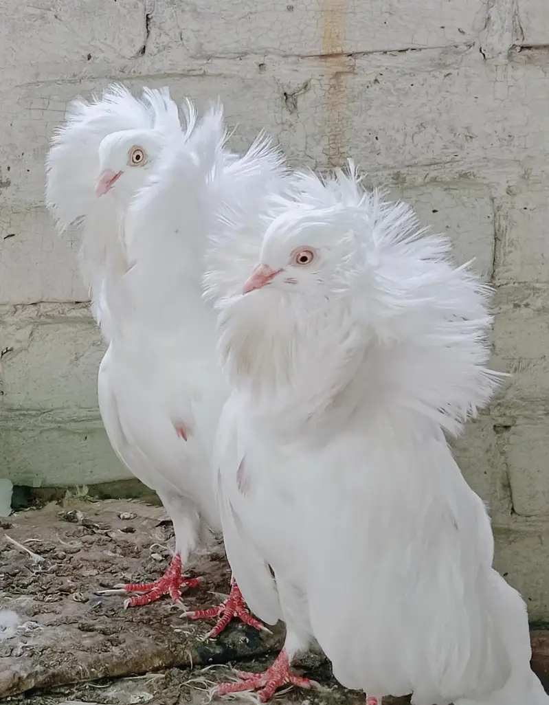 Jacobin Breeders Pair Active — photo 2