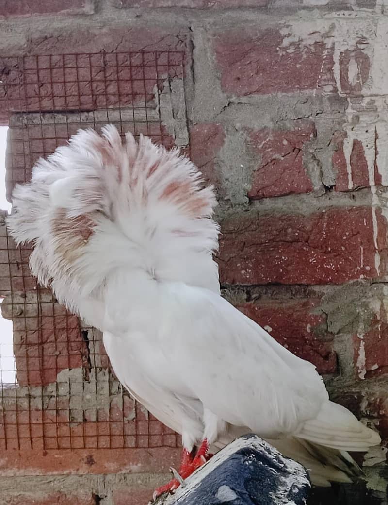 Jacobin Breeders Pair Active 2