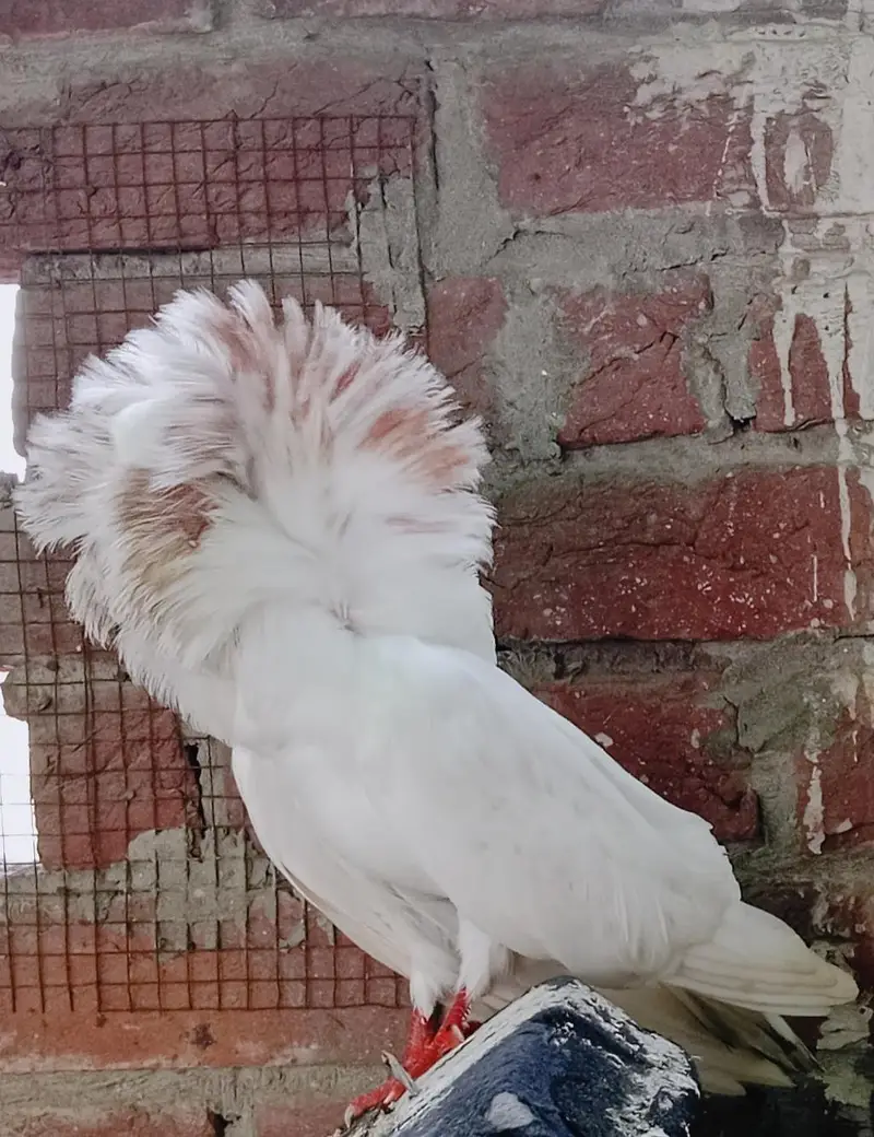 Jacobin Breeders Pair Active — photo 3